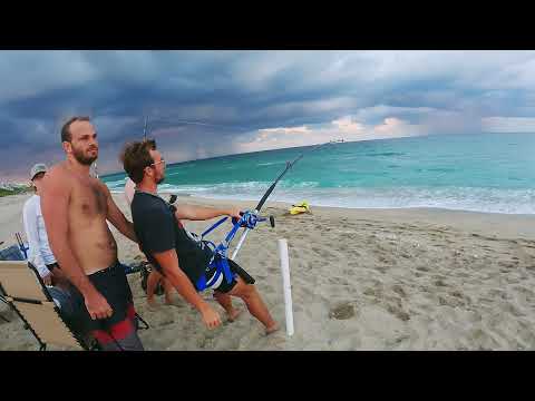 Top 5 largest sharks ever hooked video thumbnail