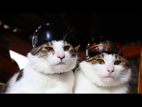 猫の動画サムネイル - おわんさばず　250606