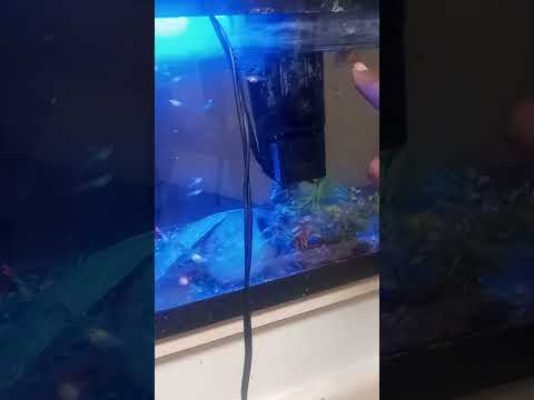 Transfer mom a guppy to DYI tank to give birth 