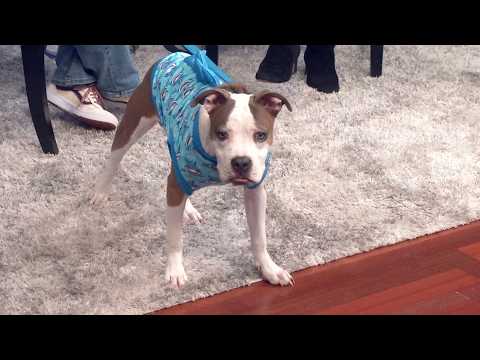 Petline9 | Meet Koda