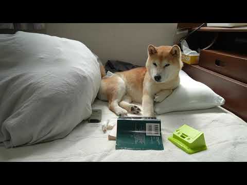 柴犬小春kohachannelの最新動画 Youtubeランキング