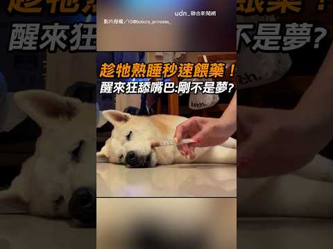【懷疑狗生】趁牠睡著秒速餵藥！醒來狂舔嘴巴：剛不是夢？｜狗狗｜餵藥