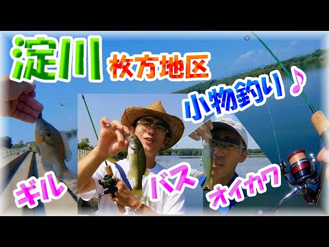 【淀川枚方大橋・バス釣り・小物釣り】ヤバい！ダイソーレンジャーでスゴモロコ飲ませ釣りで小バスゲット！マルキューの九ちゃんエサ釣りで良型オイカワ！セリアのミルワームでブルーギル・ブラックバス