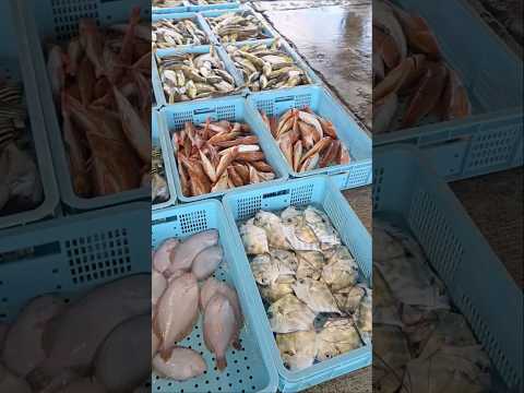 今日のおすすめは…?2025年11月26日の片名市場の様子 #へんな魚おじさん #片名市場