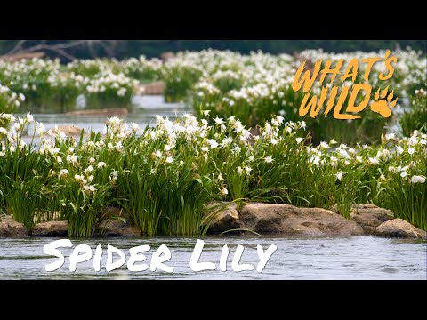 screenshot of youtube video titled Spider Lily | What's Wild