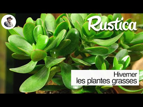 Hiverner les plantes grasses