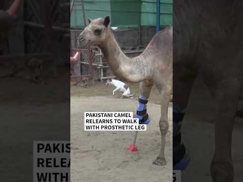 Pakistani camel relearns to walk with prosthetic leg | AFP #shorts