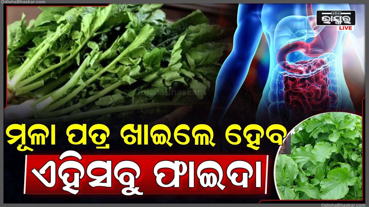 ମୂଳାପତ୍ର ଖାଇଲେ ମିଳିବ ଏହିସବୁ ଦମଦାର ଫାଇଦା । ଏହାର ଲାଭ ବିଷୟରେ ଜାଣି ହୋଇଯିବେ ତାଜୁବ୍‌ I