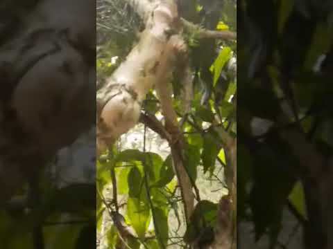 Rau Ngót Rừng Đặc Sản Tây Bắc #shorts