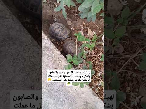 ⚠️مخلوقات صغيرة بس خطيرة😨#dr_interesting4 #صحه #سلاحف #أمراض