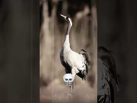 bird sound 😱 #edit #shorts