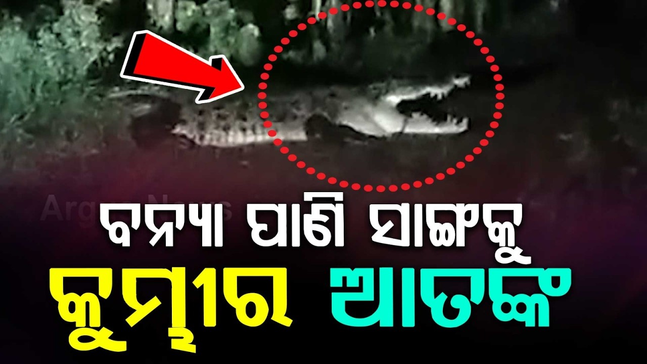 14-Foot Massive Saltwater Crocodile Spotted On Road In Rajkanika Amid Flood Terror | Argus News