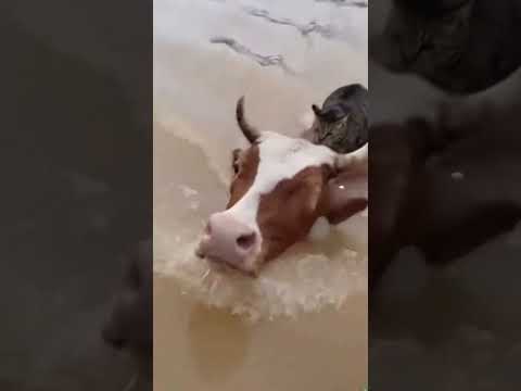 En plena inundación, vaca lleva a perro y gato sobre su espalda 🐄🐶🐱