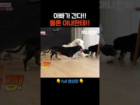 그래도 지나가긴 했잖아 #애니멀봐 #shorts