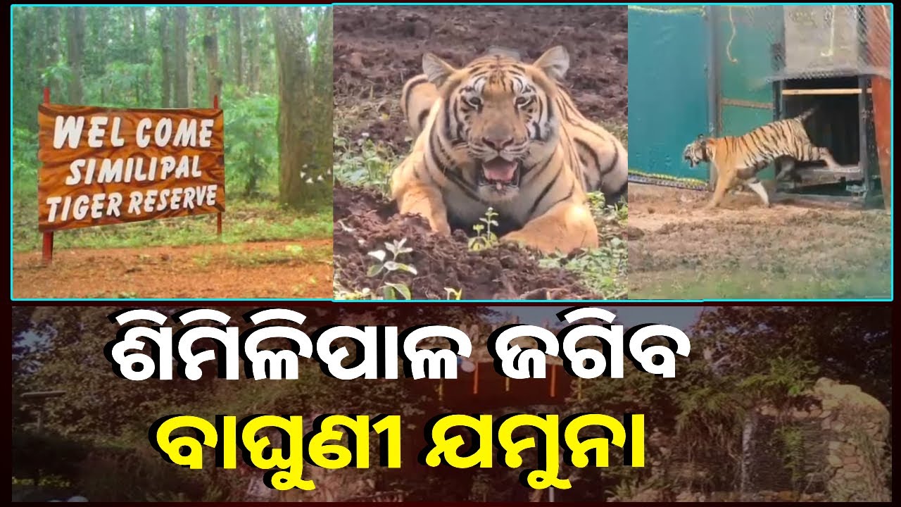 କାଠ ମାଫିଆ ହୁସିୟାର, ଶିମିଳିପାଳ ଅଭୟାରଣ୍ୟକୁ ଆସିଗଲା ଭୟଙ୍କର ବାଘୁଣୀ || Knews Odisha