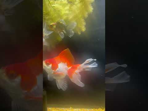 Some of the young’s and a huge Ryukin loving their lives!  #goldfish #fancygoldfish #fishtank