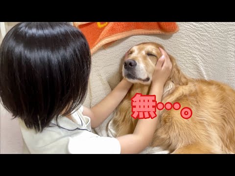 姉の理不尽なスキンシップに感情を失なってしまった大型犬クッキー【ゴールデンレトリバーとミニチュアダックスフンド】