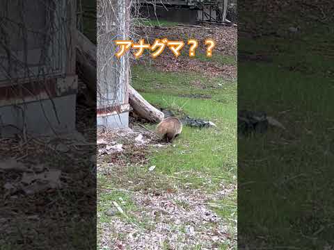 #アナグマ #キャンプ場