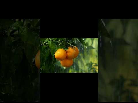 Do you like to see orange in rain🌧? #shorts#youtubeshorts #viral #orange #creativedesignbyssd