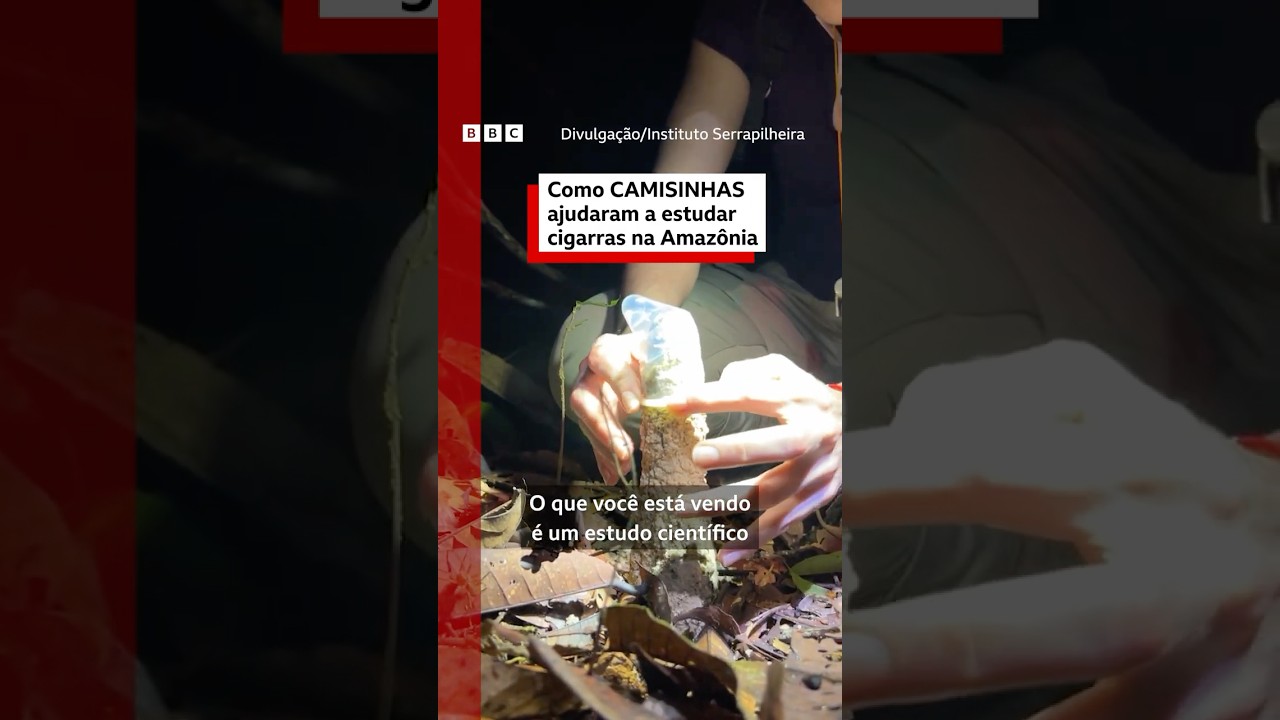 🇧🇷🔍 Como brasileiros usaram camisinhas em pesquisa sobre cigarras na Amazônia