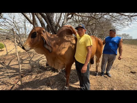 Miren el tamaño de este toro indubrasil manzano 