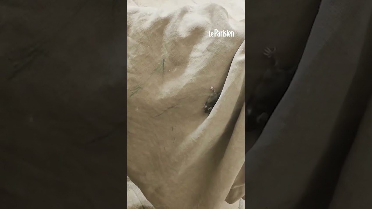 Infestée de souris, la manufacture Poilâne ferme en urgence