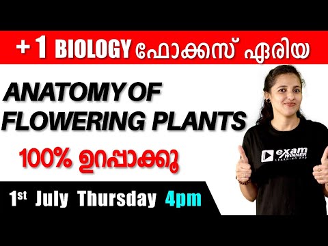 Plus One | Focus Area Revision Class | Biology | Anatomy of Flowering Plants| Archana Ma'am