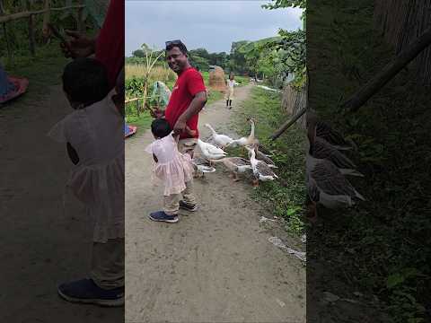 FUNNY Kid Scared by LOUD Geese Honking! 😂 #shorts #animals #funny