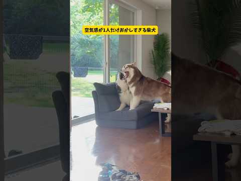 1人だけ空気感のおかしすぎる柴犬がこの中に居ます… #ショート動画 #柴犬#シベリアンハスキー#shorts