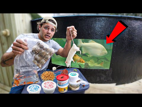 FEEDING LIVE ANIMALS to My 5,500G POND!! I went to a couple stores and picked out a list of LIVE animals to see which ones my fish enjoyed mo