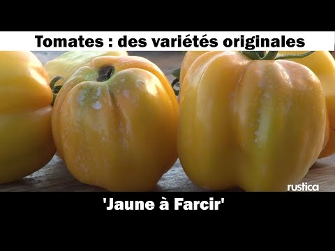 La tomate ' Jaune à Farcir' : culture et recette