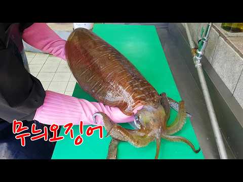 왜 무늬오징어인가?