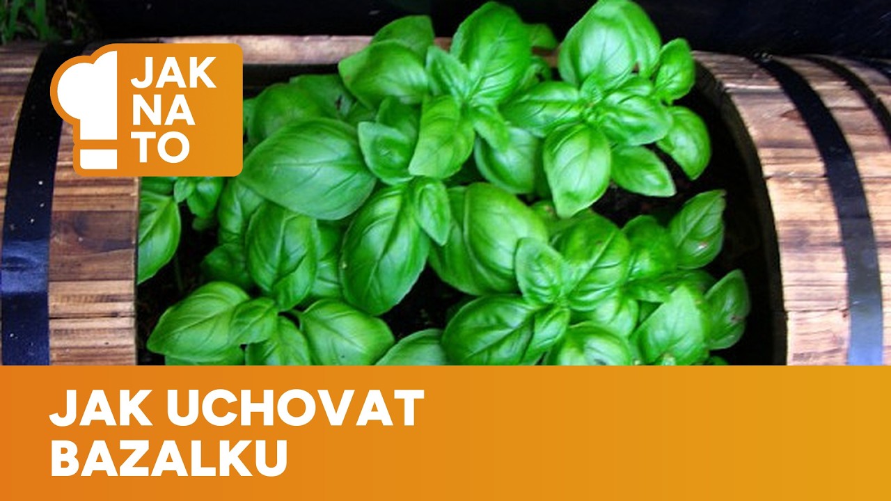 Jak uchovat bazalku: Díky jednoduchému triku bude vonět jako čerstvá a vydrží měsíce