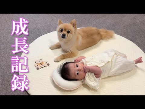 赤ちゃんの記念撮影会に参加するポメラニアンが可愛過ぎました…笑