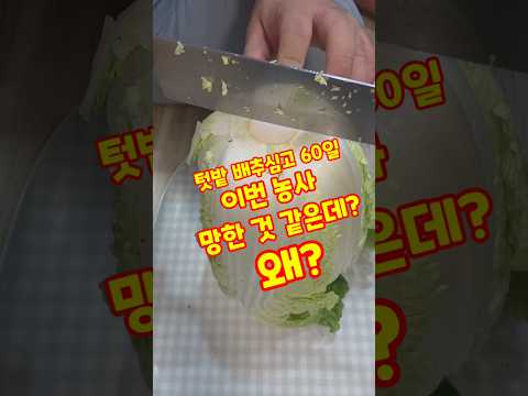 텃밭 배추심고 60일 이번 농사 망한것 같은데? 왜? #shorts