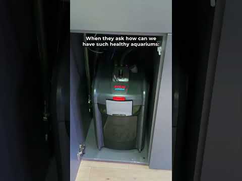 It's not magic...😅 #ad #greenaqua #aquascaping #aquascape #plantedtank #amazingnature #shortsvideo #fish #shortvideo #plant