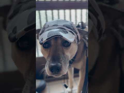 犬の帽子について...どう思いますか?#shorts