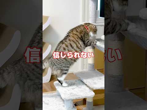 猫がハンモックに入るまでの24時間観察レポート サムネイル