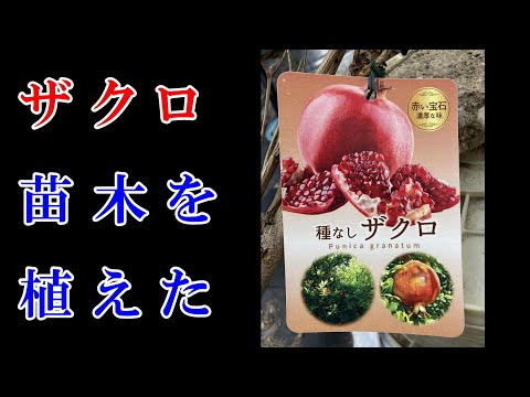 種なしザクロ　苗木を植えた