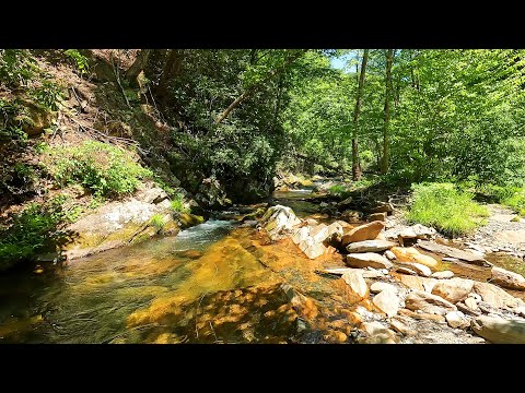 This TINY creek held some surprisingly BIG wild trout!