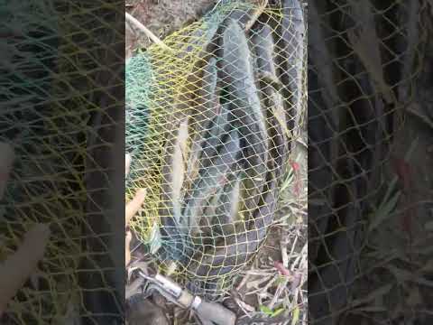 Panen Gabus Di Spot Tersembunyi #casting #gabus #giantsnakehead#kalimantan #shorts