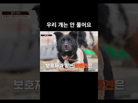 우리 개는 안 물어요 #개와늑대의시간2 #개늑시2