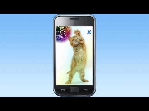 talking dancing cat video