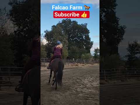 OREO EASY TRAINING 🐎 #horse #shorts #short #beautiful #animals #equestrian #education #happy #cute