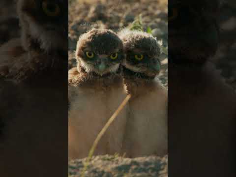 Now loading: 30 seconds of burrowing owl chicks to make your day 🥹 #AmericasNationalParks