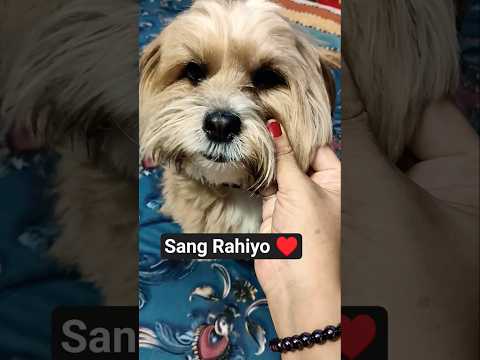 cute #love #dog #pet #ytshorts #viral