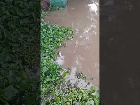 Bãi câu nhiều cá con ục #fishing #fishingmientay #shorts