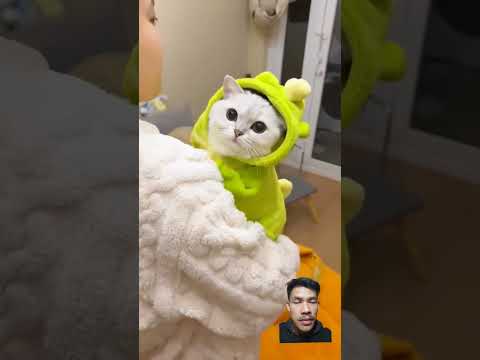 #cat #cute #funny #catlover #catlover