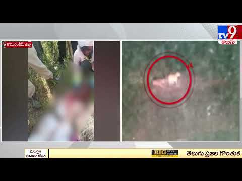 Tiger kills tribal man in Kumram Bheem Asifabad