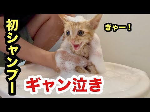 初めて我が家のシャンプーでギャン泣きしてしまった保護子猫